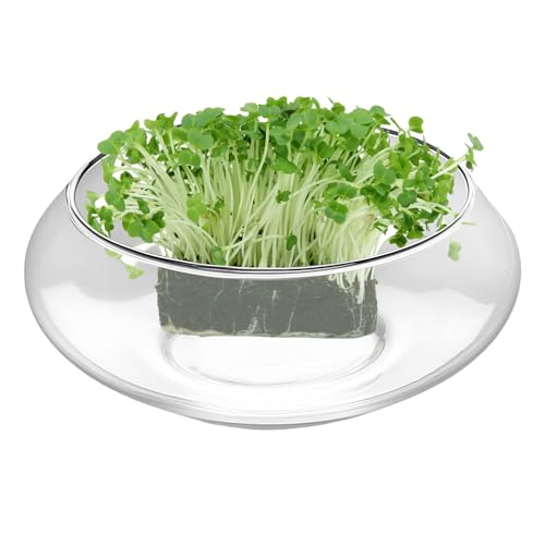 Flache runde breite Pflanzenschale – Fischschale aus Glas, großer Sukkulenten-Übertopf – für Zuhause, Fisch, Bonsai, Blumen, Sukkulenten, Hochzeitsdekoration Flache runde breite Pflanzenschale – Fischschale aus Glas, großer Sukkulenten-Übertopf – für Zuhause, Fisch, Bonsai, Blumen, Sukkulenten, Hochzeitsdekoration von Generisch