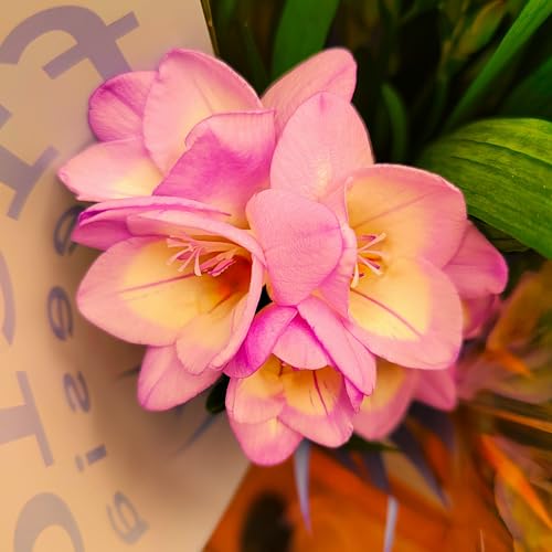 Freesienzwiebeln : Freesia - Freesie " rosa " 20 Blumenzwiebeln von Generisch