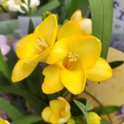 Freesienzwiebeln : Freesia - Freesie " verschiedene Sorten " 5 Blumenzwiebeln (gelb) von Generisch