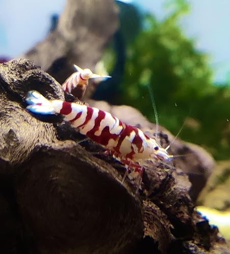 Garnelenglück - Red Fancy Tigergarnelen - Caridina - 5/10/20 Stück (10) von Generisch