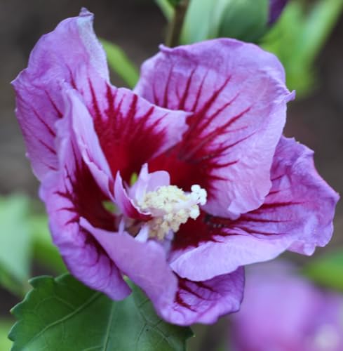 Garteneibisch Hibiscus Syriacus - Marina Hochstamm 80-100 cm von Generisch