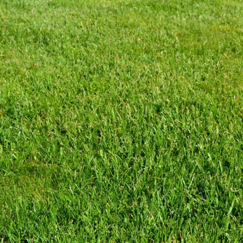 2,5 kg Gebrauchsrasen mit 35% Poa supina - Mähroboter - Grassamen - Premium Rasensamen Poa supina - Neunalage - Nachsaat von Generisch