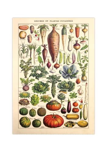 Generisch Botanisches Poster | Gartengemüse Illustration A2 (59,4 x 42 cm) von Generisch