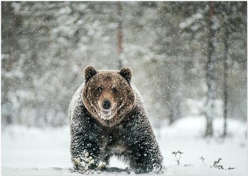 Generisch Braunbär - Poster Kunstdruck - Tier Bär in Schnee Landschaft Wandbild für Wohnzimmer, Kinder und Arbeitszimmer (42 x 59,4 cm (DIN A2)) von Generisch