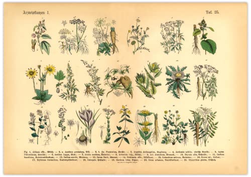 Generisch Kräuter & Arzneipflanzen Poster | Bild Vintage Illustration 1 A3 (42 x 29,7 cm) von Generisch