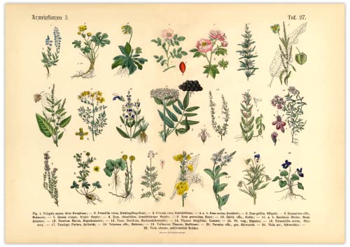 Generisch Kräuter & Arzneipflanzen Poster | Bild Vintage Illustration 3 A3 (42 x 29,7 cm) von Generisch