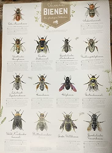 Generisch Papierplakat/Lehrtafel -Unsere Bienen- DIN A2, 42 x 59,4 cm Daniela Rescher naturgetreu illustriert Poster Imker Imkerei,Bienen von Generisch