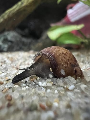 Genoppte Turmdeckelschnecke (Melanoides granifera) (10) von Generisch