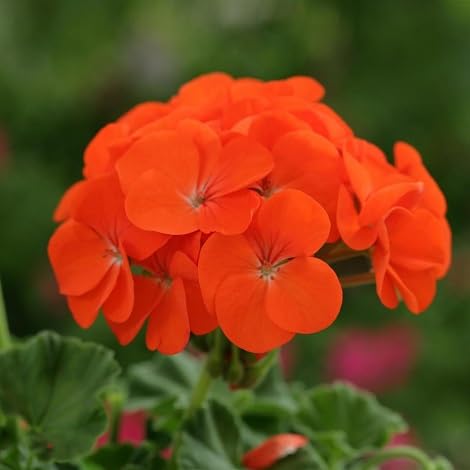 Geranien-Blumensamen, 100 Stück, Orange von Generisch