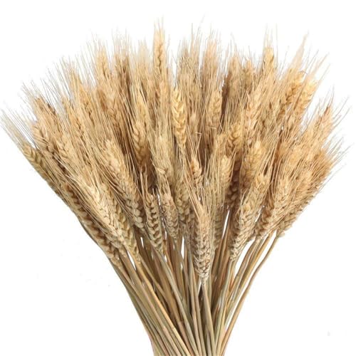 Getrocknete Weizenblumen, 100PCS 55CM Natürlicher Getrocknete Weizenstrauß, Bündel Getrockneter Blumens Weizengrashalme Für Vase, Goldener Getrockneter Blumenstrauß Weizengrasgarben Herbstdekorationen Getrocknete Weizenblumen, 100PCS 55CM Natürlicher Getrocknete Weizenstrauß, Bündel Getrockneter Blumens Weizengrashalme Für Vase, Goldener Getrockneter Blumenstrauß Weizengrasgarben Herbstdekorationen von Generisch