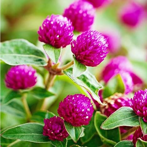 Gomphrena Blumensamen 100 Stück Rosa von Generisch