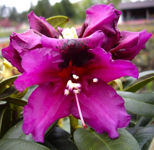 Großblumiger Rhododendron Hybride " Azurro " dunkelviolett 30-40 cm von Generisch