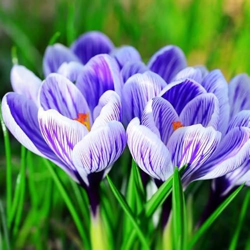 Großes Set Frühlingskrokus Spring crocus Krokus Krokusse Blumenzwiebeln Zwiebeln Blütenfarben weiß, gelb, violett, gestreift Winterhart Mehrjährig Viele Farbe (King of the Striped 10 Stk.) von Generisch