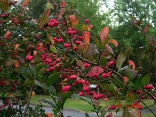 Großfrüchtiges Pfaffenhütchen Euonymus planipes Pflanze 25-30cm Spindelstrauch von Generisch
