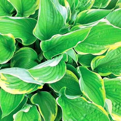 Hosta Funkie Viele Arten und Farben zur Auswahl Knollen Wurzeln Mehrjährige Winterhart Pflanze (Aureomarginata) von Generisch