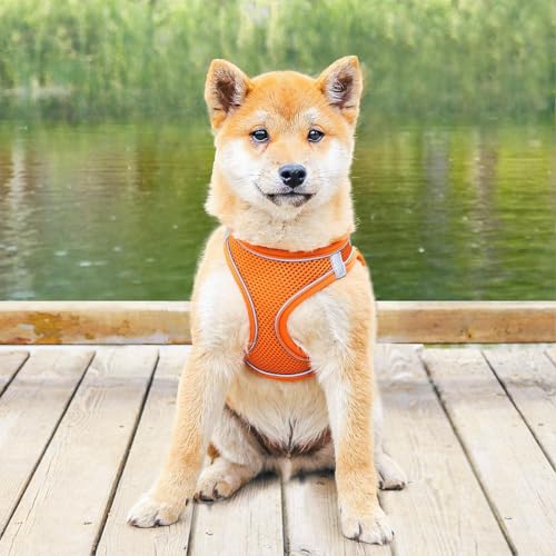 Hundegeschirr Und Leinen - Mesh Geschirr und Hundeleinen Kombination,Atmungsaktives Reflektierendes Welpen Katzen Geschirr Für Training Auto Reisen Wandern von Generisch
