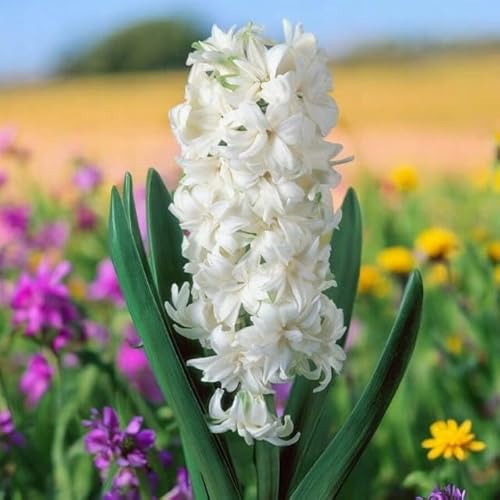 Hyacinthus Hyazinthen Hyazinthe Blumen Zwiebeln Onion Farbe Sorte Auswahl Onion Knollen Winterhart Frische mehrjährig duftenden Prachtblüten Schwarz Dark Blau Violet 1 Stk. (Ben Nevis) von Generisch