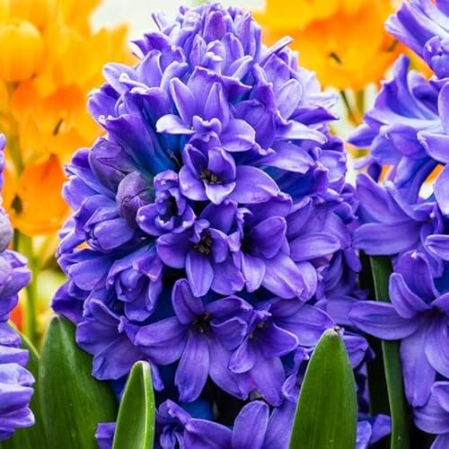 Hyacinthus Hyazinthen Hyazinthe Blumen Zwiebeln Onion Farbe Sorte Auswahl Onion Knollen Winterhart Frische mehrjährig duftenden Prachtblüten Set 3 Stk. (Blue Star) von Generisch
