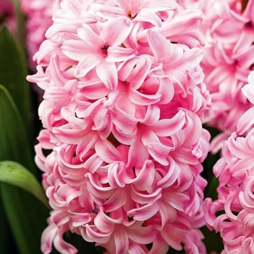 Hyacinthus Hyazinthen Hyazinthe Blumen Zwiebeln Onion Farbe Sorte Auswahl Onion Knollen Winterhart Frische mehrjährig duftenden Prachtblüten Set 3 Stk. (Rosa XXL) von Generisch