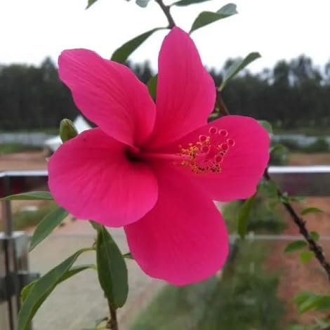 Hybiskus-Blumensamen, 100 Stück, Rosa von Generisch