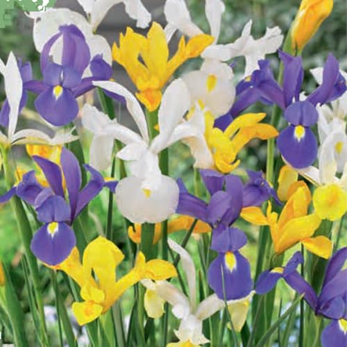Iris-Zwiebeln: hollandica und reticulata | Blumenzwiebeln von den besten niederländischen Züchtern | Exklusive Auswahl und Qualitätskontrolle (15 Bulbi di Iris Hollandica STANDARD MIX) von Generisch