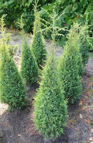 Irischer Säulenwacholder Juniperus Communis 'Hibernica' 125-150 cm winterhart Freilandaufzucht von Generisch
