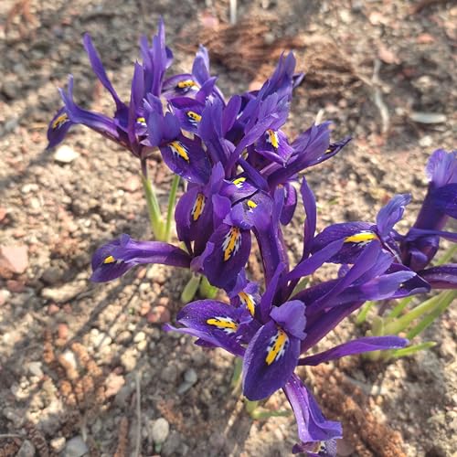 Iriszwiebeln : iris reticulata Netzblatt-Schwertlilie Netzblatiris " J.S.Dijt " 5 Blumenzwiebeln Iriszwiebeln : iris reticulata Netzblatt-Schwertlilie Netzblatiris " J.S.Dijt " 5 Blumenzwiebeln von Generisch