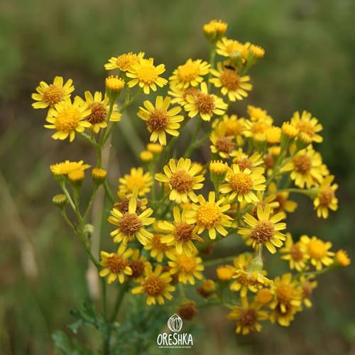 Jacobaea vulgaris 50+ fresh seeds. Common ragwort seeds von Generisch