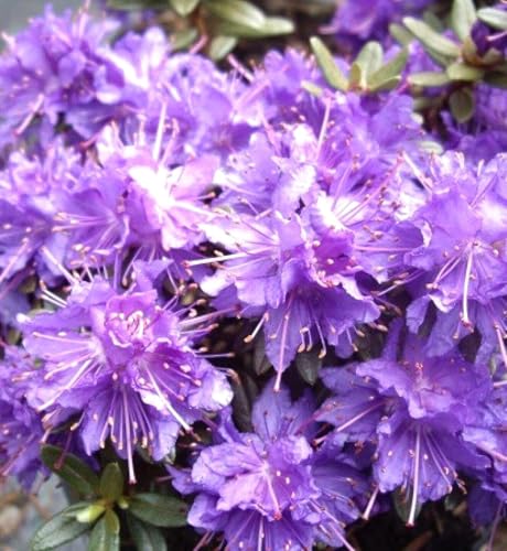 Japanische Azalee Rhododendron impeditum 'Azurika' 15-20 cm blau - violett von Generisch
