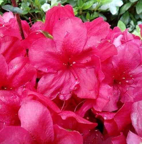 Japanische Azalee Rhododendron obtusum 'Muttertag' leuchtend rot 20-25 cm von Generisch