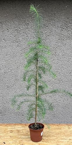 Japanische Lärche (Larix kaempferi), 2-jährige Jungpflanze ca. 90 cm, Nadelbaum, Rarität, Gartenbaum, Parkbaum, Waldbaum, Bonsai von Generisch