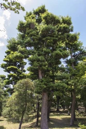 Japanische Schwarzkiefer (Pinus Thunbergii) Samen, 40 Stück, Hochwachsender Nadelbaum von Generisch