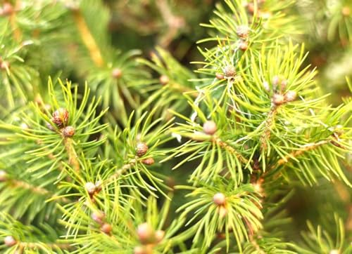 Kanadische Zuckerhut - Fichte Picea Glauca Conica 50-60 cm winterhart Freilandaufzucht von Generisch