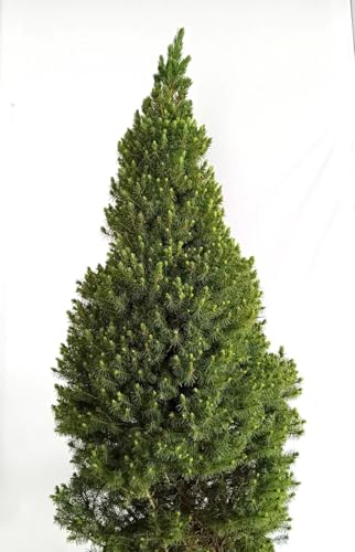 Kanadische Zuckerhut - Fichte Picea Glauca Conica 80-100 cm winterhart Freilandaufzucht Kanadische Zuckerhut - Fichte Picea Glauca Conica 80-100 cm winterhart Freilandaufzucht von Generisch