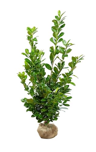 Kirschlorbeer ‚Rotundifolia‘ – Prunus laurocerasus – Heckenpflanze – Auswahl der Höhe 60–225 cm – immergrün & winterhart – ideal für Sichtschutz und dichte Hecken (Variante 125-150cm) von Generisch