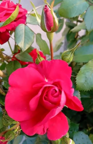 Kletterrose Rose The Princes Trust kaminrot im großen 7 Liter Topf duftend von Generisch