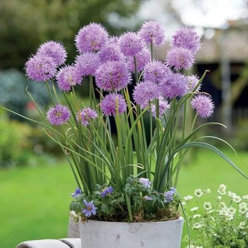 Knoblauch Kugellauch Allium Zierlauch Gigant Riesen Rosa White Blue Blau Weiß Schwarz viele Typen und Farben Wahl Zwiebeln zur Auswahl (Allium Carolinianum Rosy Dream 3 Stk.) von Generisch