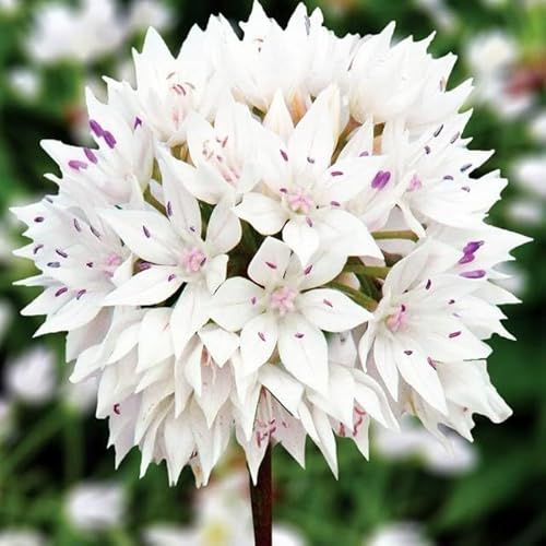 Knoblauch Kugellauch Allium Zierlauch Gigant Riesen Rosa White Blue Blau Weiß Schwarz viele Typen und Farben Wahl Zwiebeln zur Auswahl (Allium Graceful 3 Stk.) von Generisch