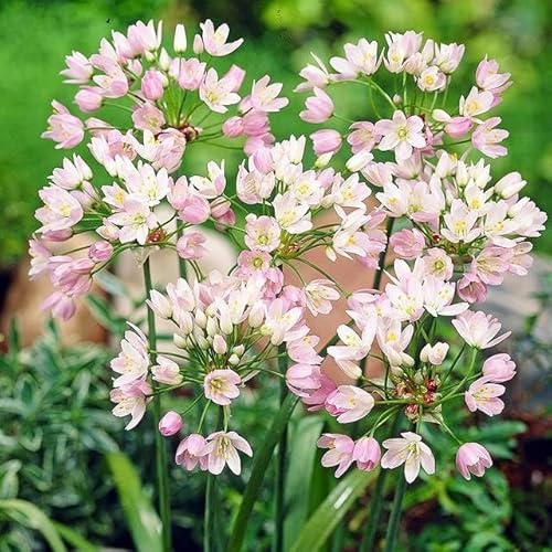 Knoblauch Kugellauch Allium Zierlauch Gigant Riesen Rosa White Blue Blau Weiß Schwarz viele Typen und Farben Wahl Zwiebeln zur Auswahl (Allium roseum Rosa 10 Stk.) von Generisch