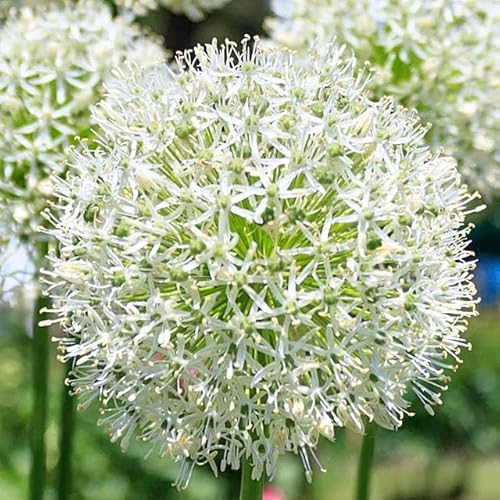 Knoblauch Kugellauch Allium Zierlauch Gigant Riesen Rosa White Blue Blau Weiß Schwarz viele Typen und Farben Wahl Zwiebeln zur Auswahl (Ping Pong 10 Stk.) von Generisch