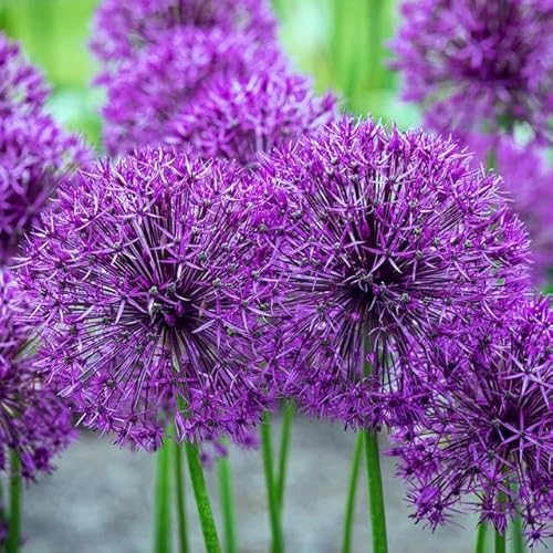 Knoblauch Kugellauch Allium Zierlauch Gigant Riesen Rosa White Blue Blau Weiß Schwarz viele Typen und Farben Wahl Zwiebeln zur Auswahl (Purple Rain 5 Stk.) von Generisch
