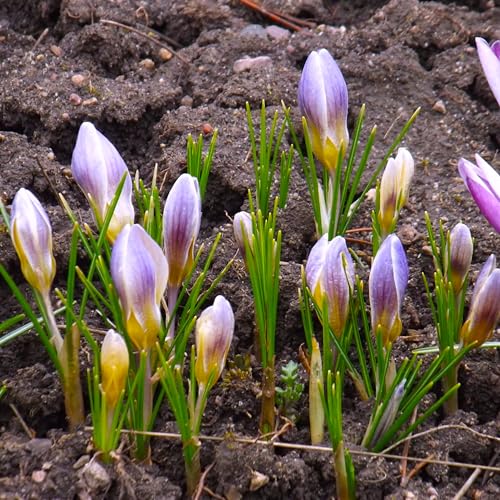 Krokuszwiebeln : Crocus - Krokus " Advance " 5 Blumenzwiebeln Krokuszwiebeln : Crocus - Krokus " Advance " 5 Blumenzwiebeln von Generisch