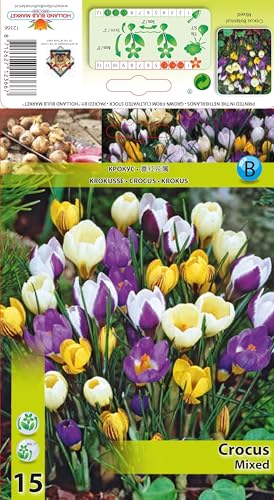 Krokuszwiebeln : Crocus - Krokus " Mischung " 5 Blumenzwiebeln Krokuszwiebeln : Crocus - Krokus " Mischung " 5 Blumenzwiebeln von Generisch