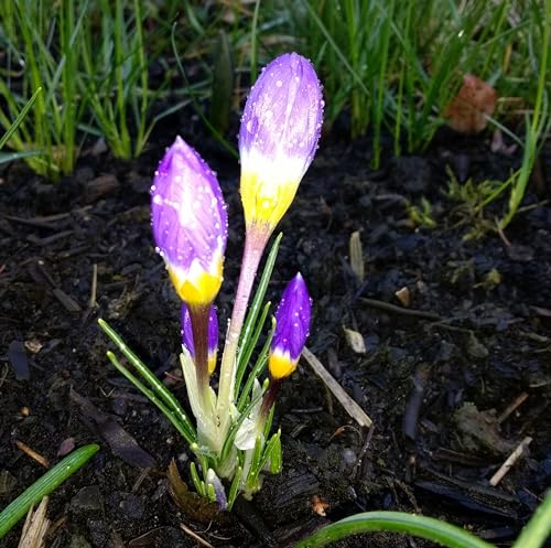 Krokuszwiebeln : Crocus - Krokus " sieberi tricolor " 5 Blumenzwiebeln von Generisch