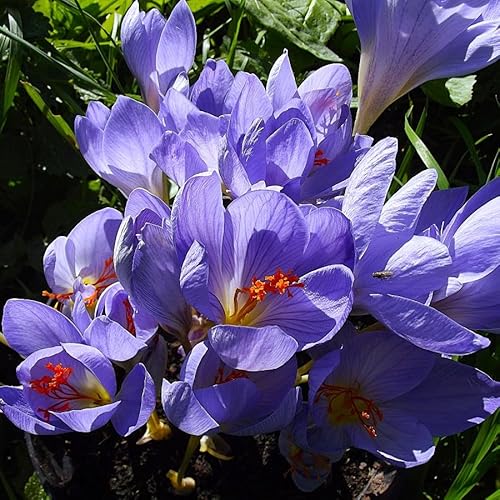 Krokuszwiebeln : Crocus speciosus Conqueror - Krokus - Blauer Herbstkrokus 10 Blumenzwiebeln von Generisch
