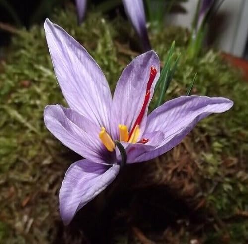 Krokuszwiebeln : Krokus Crocus sativus Safran Krokus Herbstkrokus 5 Blumenzwiebeln von Generisch