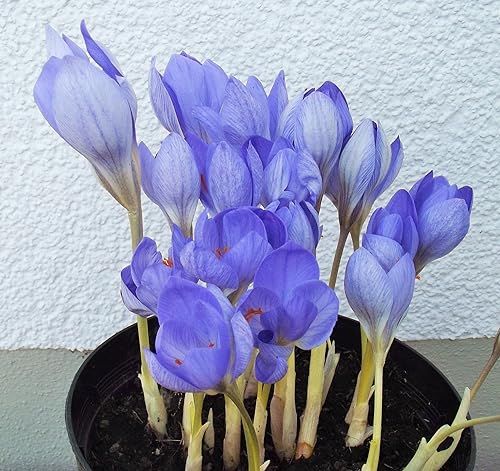 Krokuszwiebeln : Krokus Crocus speciosus Herbstkrokus 5 Blumenzwiebeln von Generisch