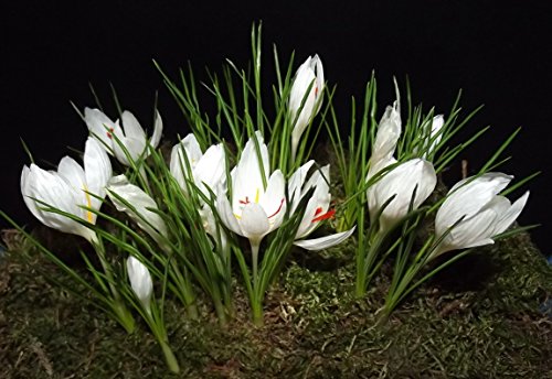 Krokuszwiebeln : Krokus Crocus speciosus album Weißer Herbstkrokus 10 Blumenzwiebeln von Generisch