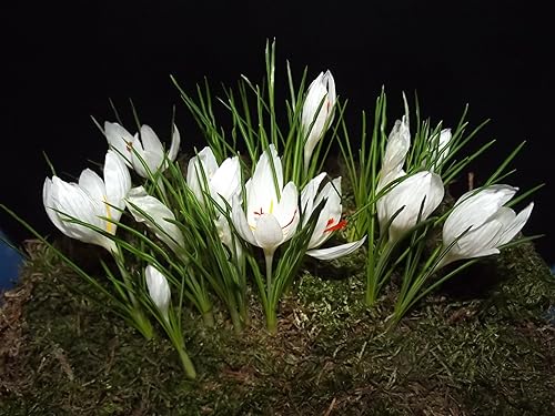 Krokuszwiebeln : Krokus Crocus speciosus album Weißer Herbstkrokus 5 Blumenzwiebeln von Generisch