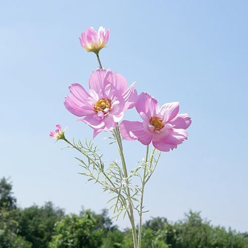 Künstliche Wildblume, Kosmos-Seidenblume, künstliche Seidenblumen, Gänseblümchen, für Zuhause, Küche, Garten, Dekoration (Rosa) von Generisch